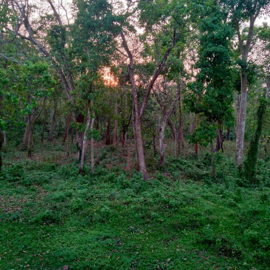 Hotel Tiger Tops Sauraha Ngoại thất bức ảnh