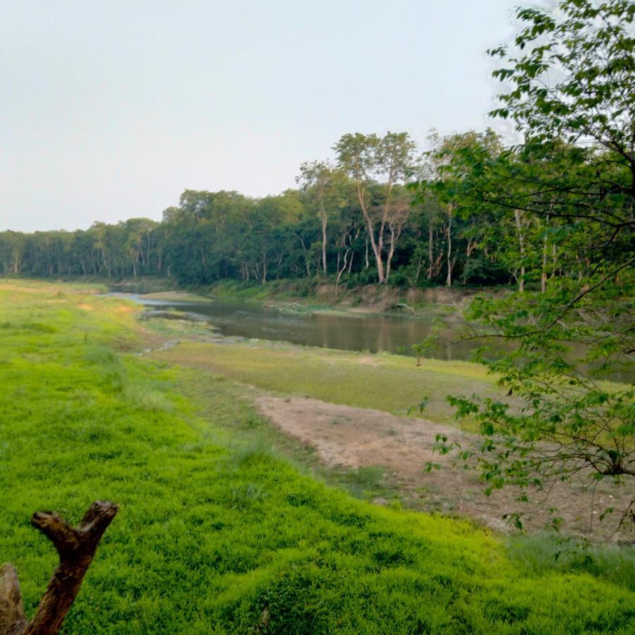 Hotel Tiger Tops Sauraha Ngoại thất bức ảnh