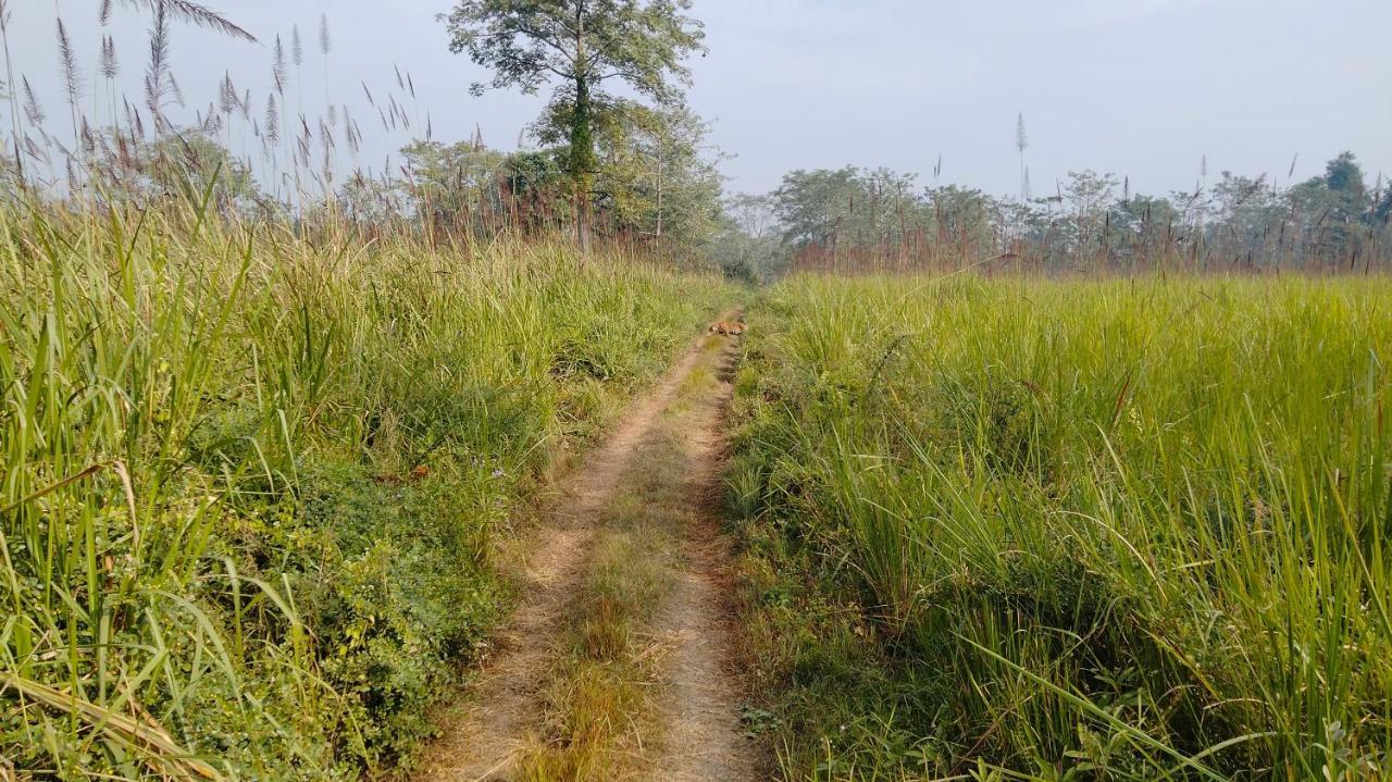 Hotel Tiger Tops Sauraha Ngoại thất bức ảnh