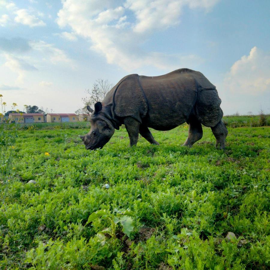 Hotel Tiger Tops Sauraha Ngoại thất bức ảnh
