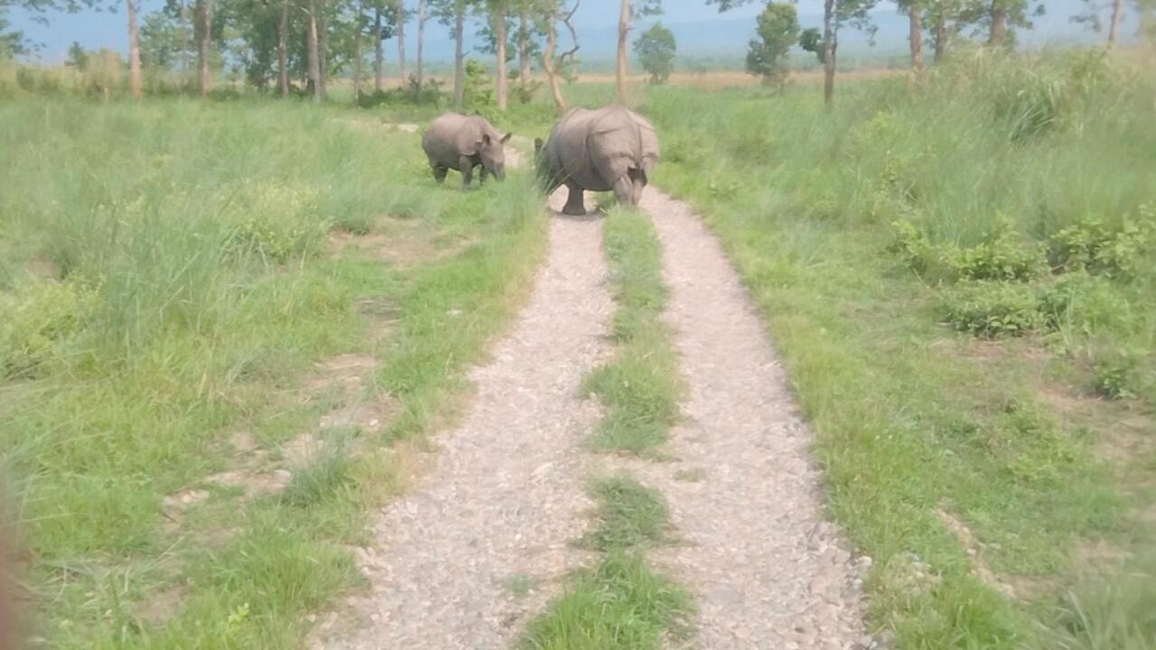 Hotel Tiger Tops Sauraha Phòng bức ảnh