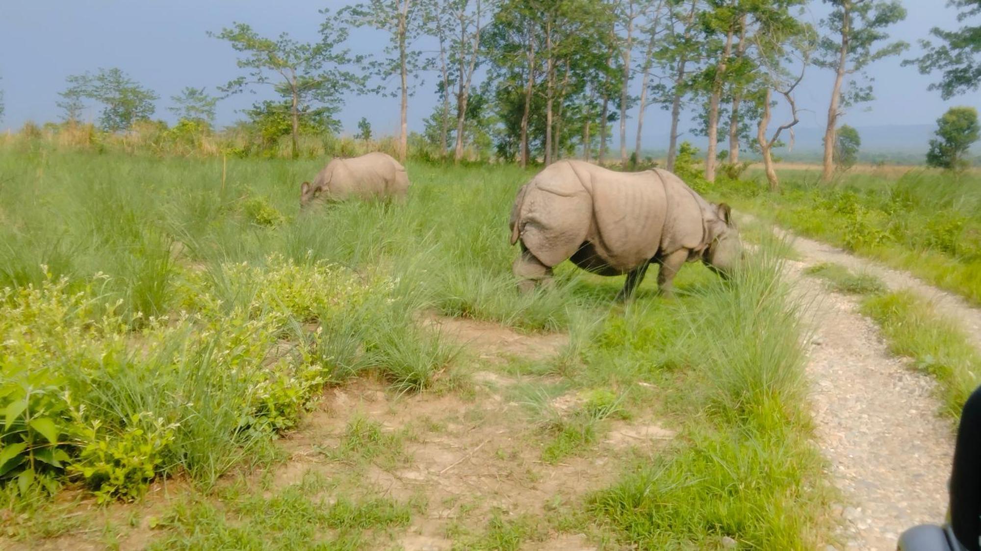 Hotel Tiger Tops Sauraha Ngoại thất bức ảnh
